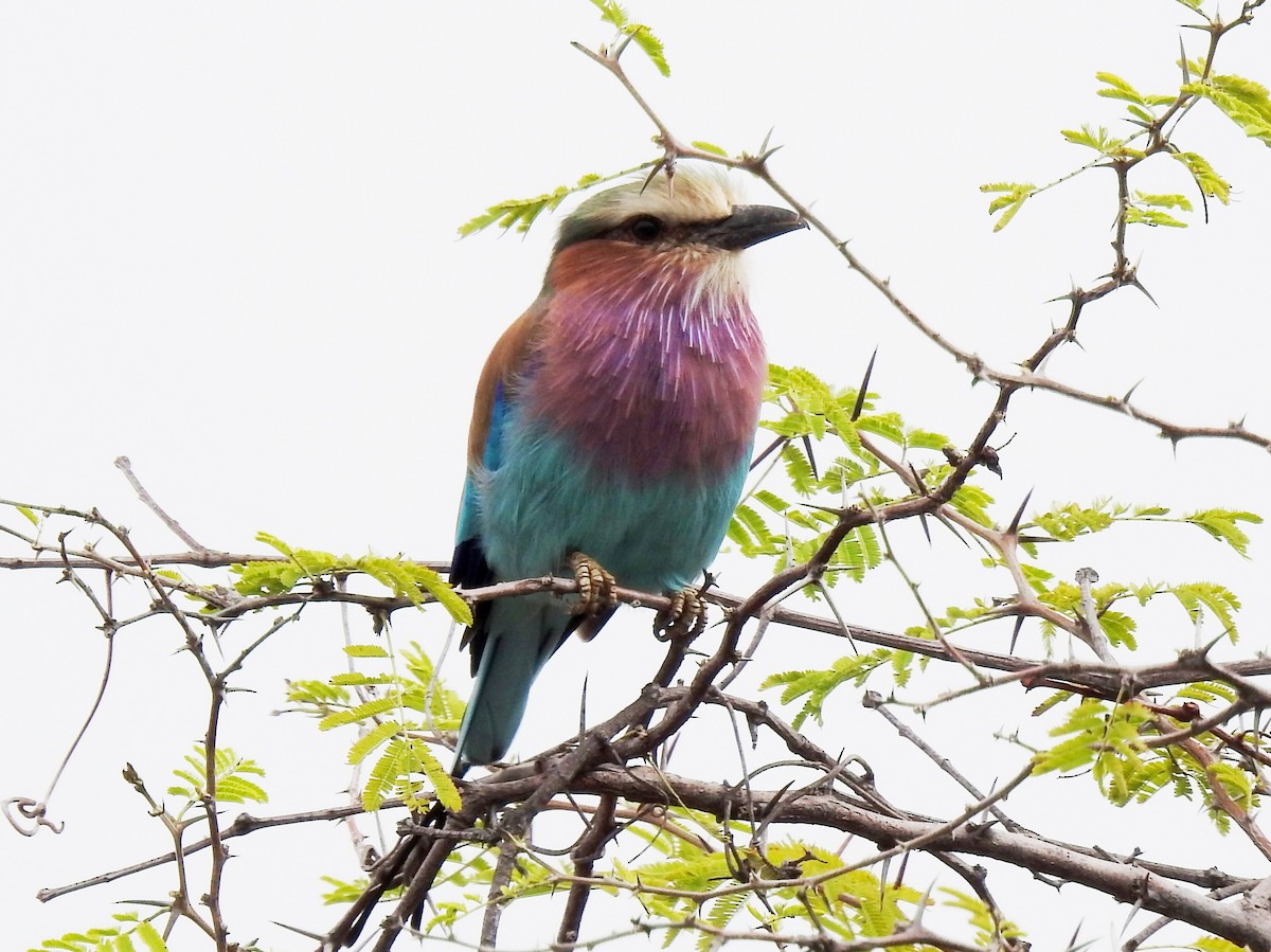 Lilac-breasted Roller - ML618167345