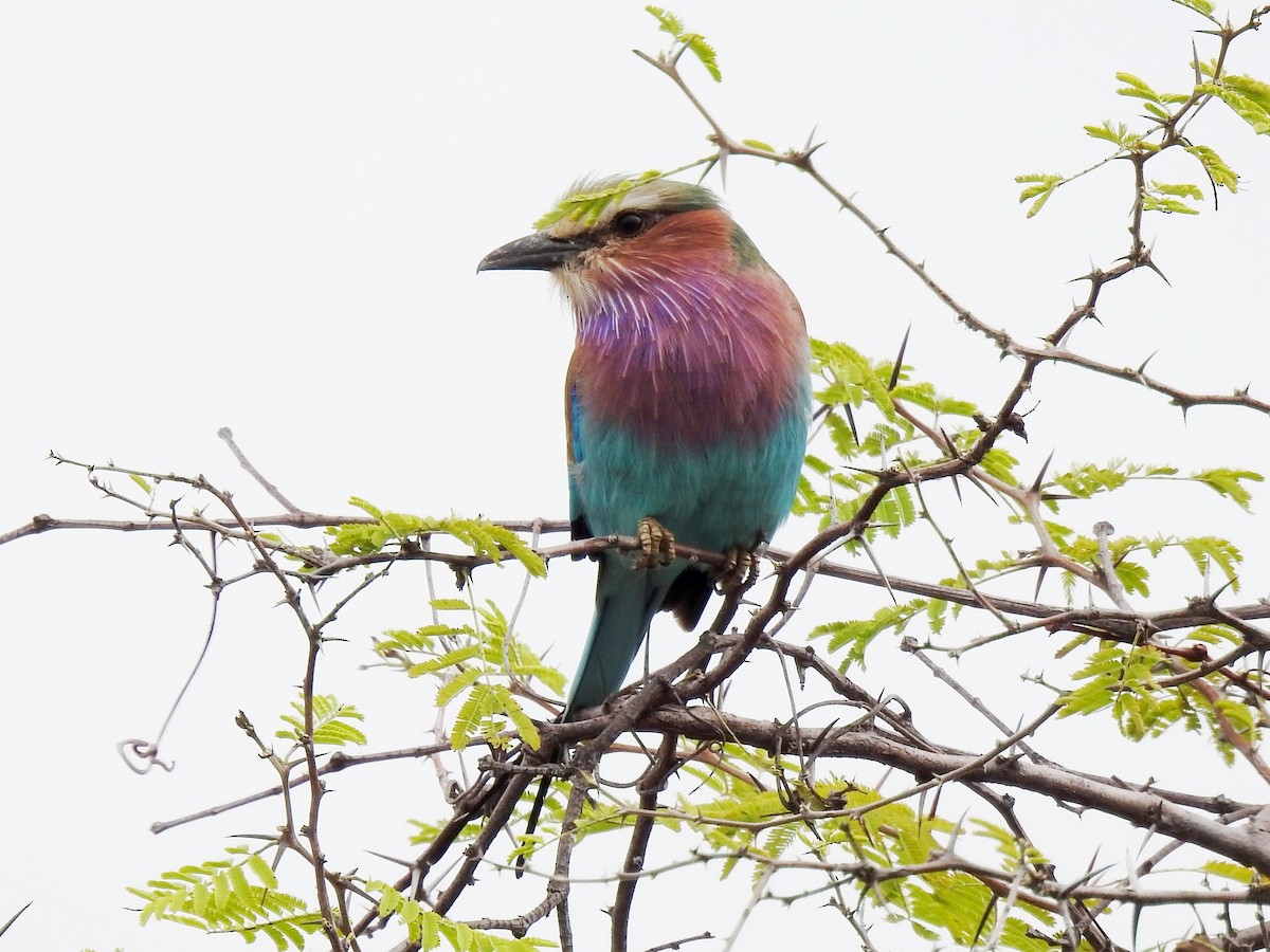 Lilac-breasted Roller - ML618167346