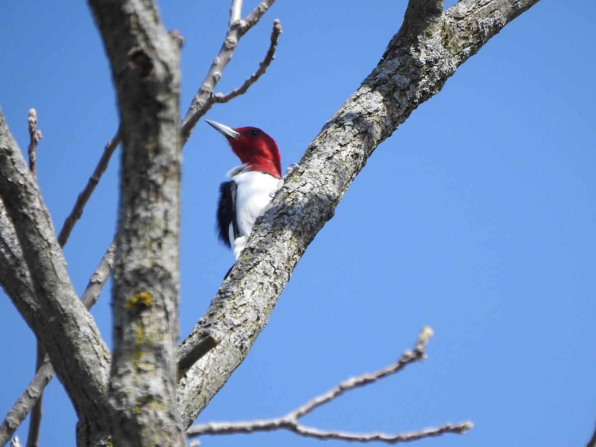 Red-headed Woodpecker - ML618167374