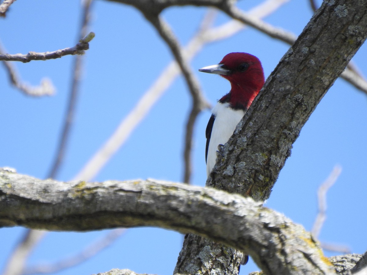 Red-headed Woodpecker - ML618167375
