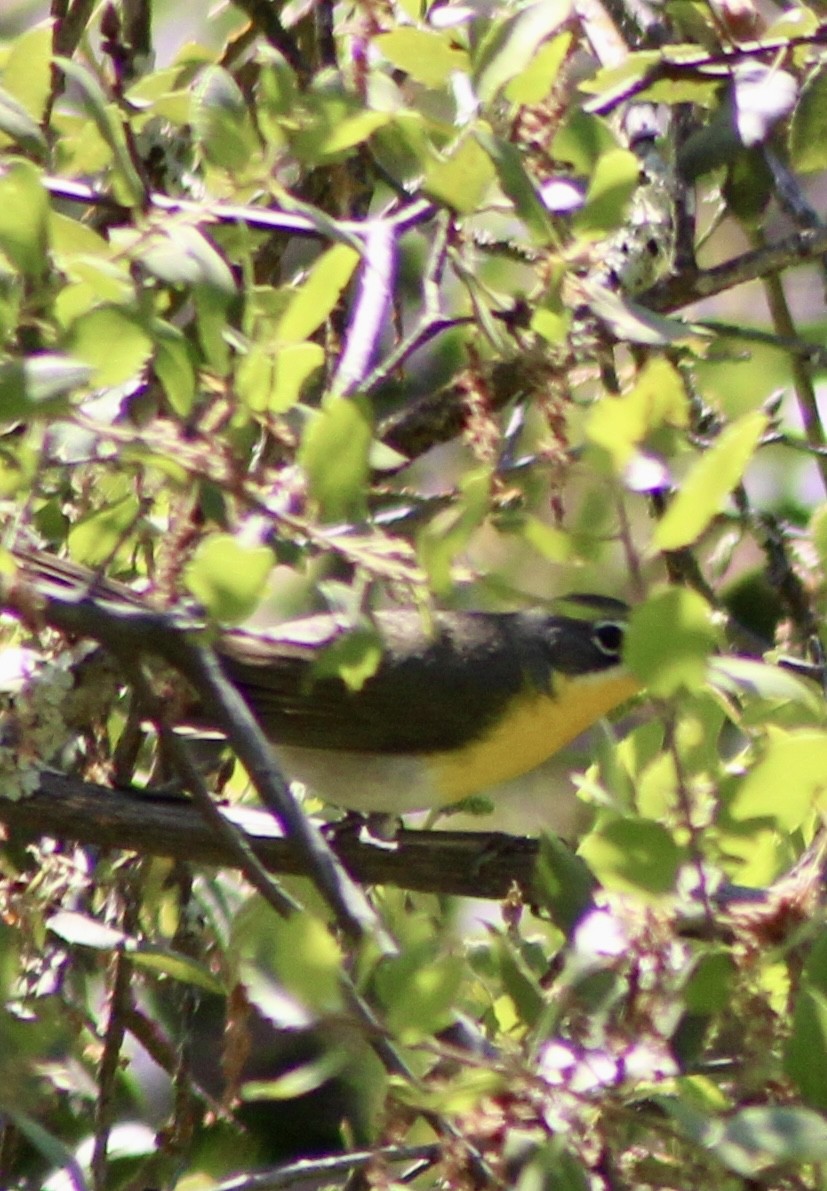 Yellow-breasted Chat - ML618167403