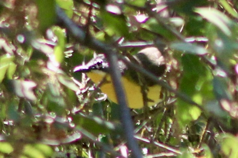 Yellow-breasted Chat - ML618167404