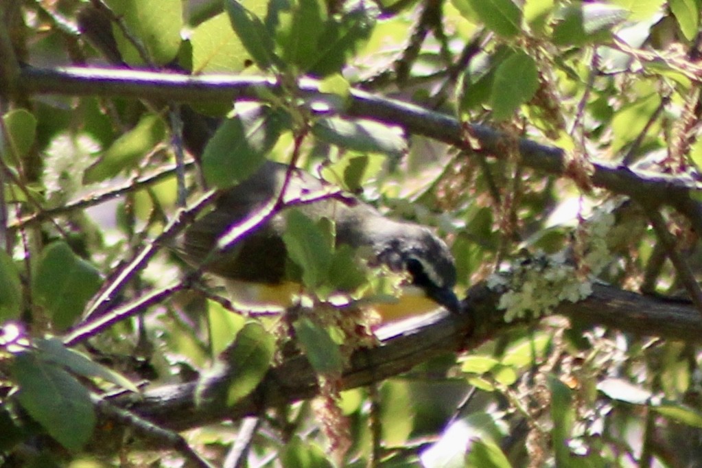 Yellow-breasted Chat - ML618167406