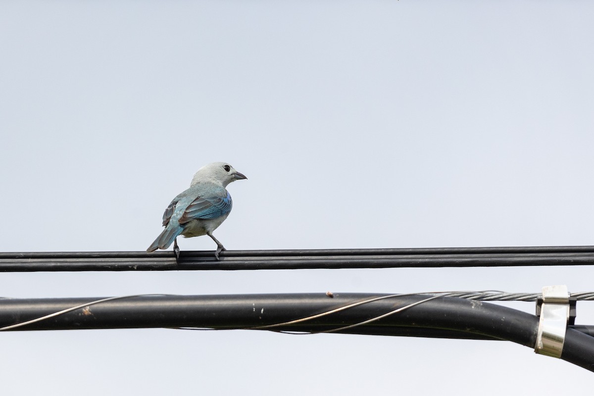 Blue-gray Tanager - ML618167418