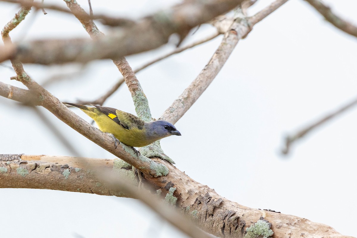 Yellow-winged Tanager - ML618167425
