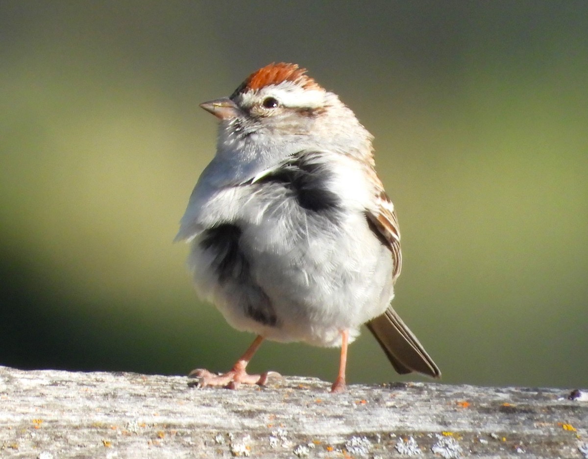 Chipping Sparrow - Douglas Long