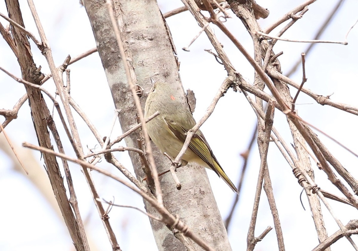 Ruby-crowned Kinglet - Marie Provost