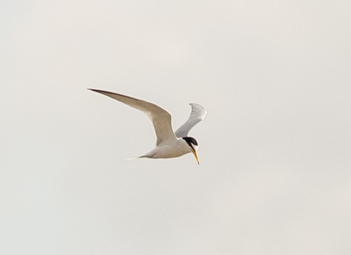 Little Tern - Tobin Sparling