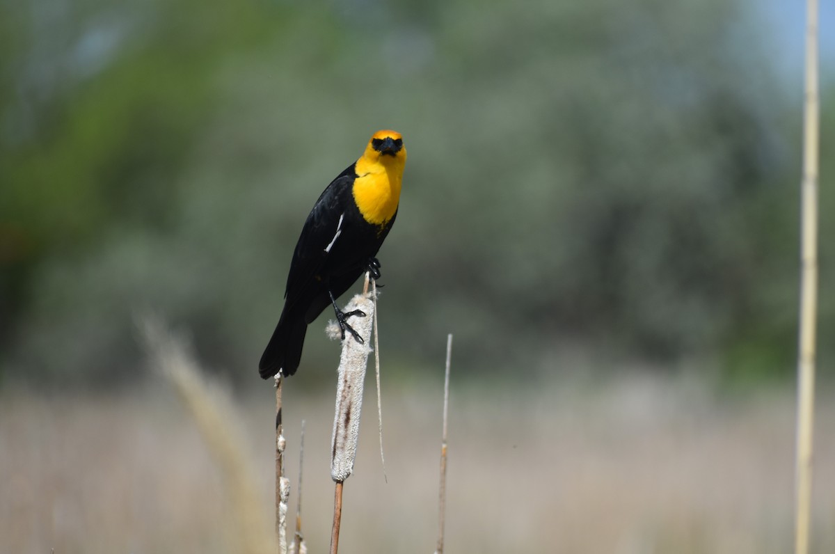 Yellow-headed Blackbird - ML618167632