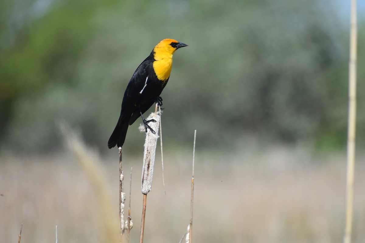 Yellow-headed Blackbird - ML618167633