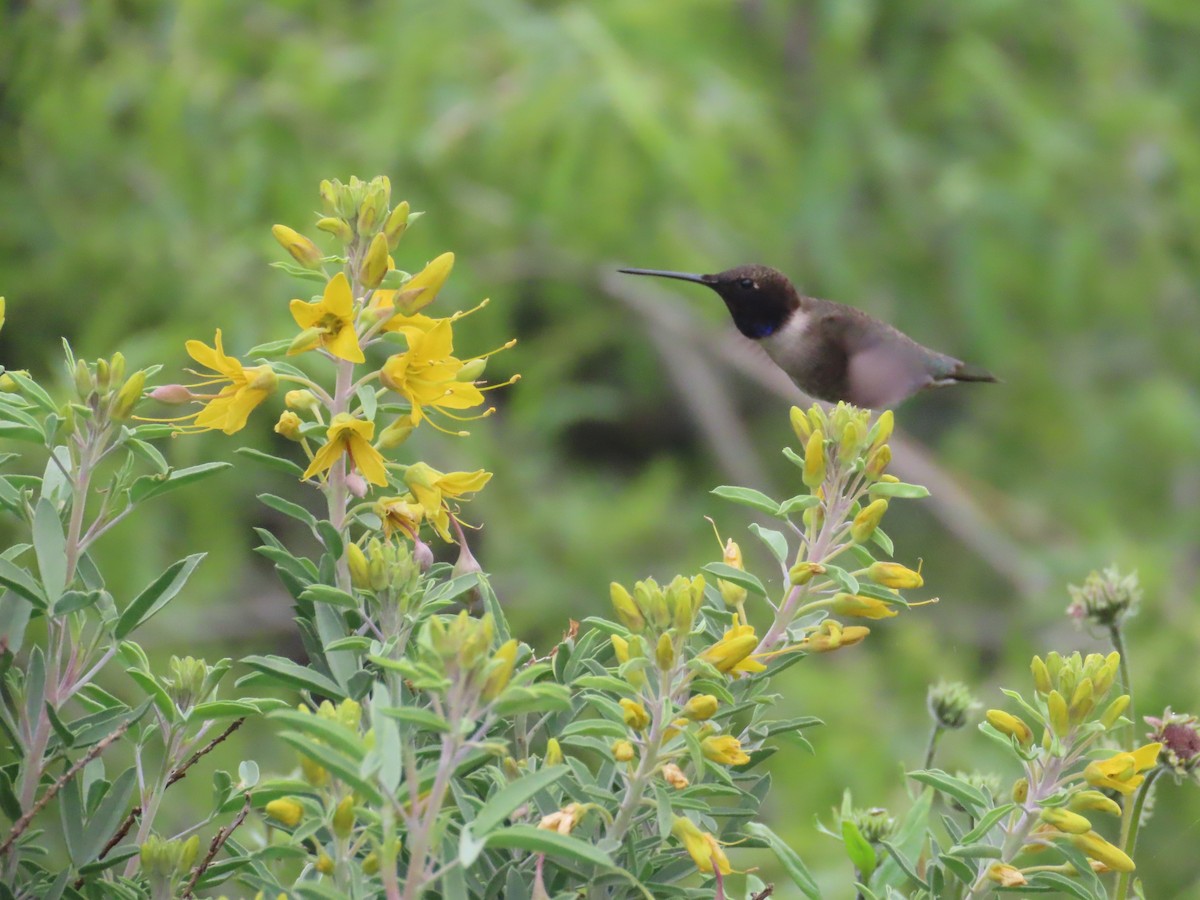 Black-chinned Hummingbird - ML618167650