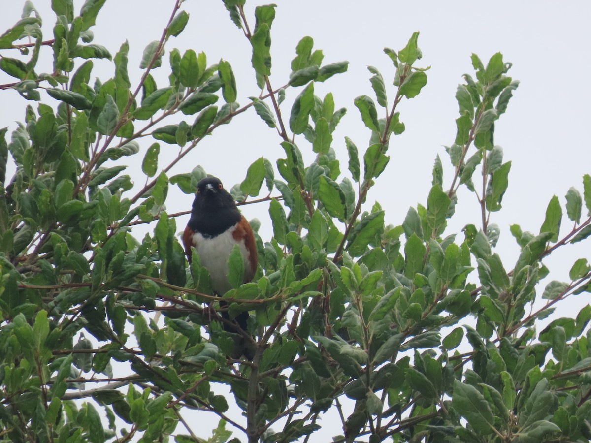 Spotted Towhee - ML618167688