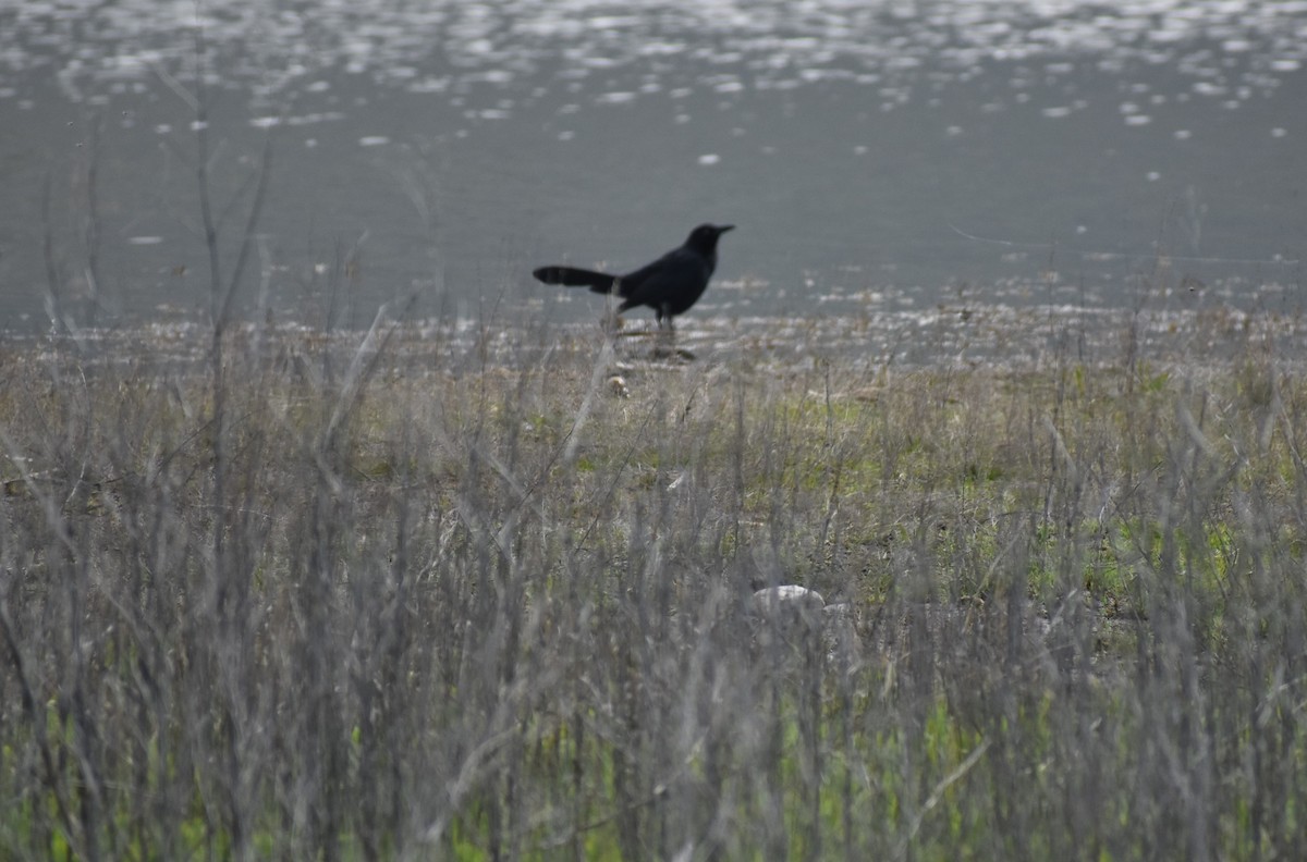 Great-tailed Grackle - ML618167694