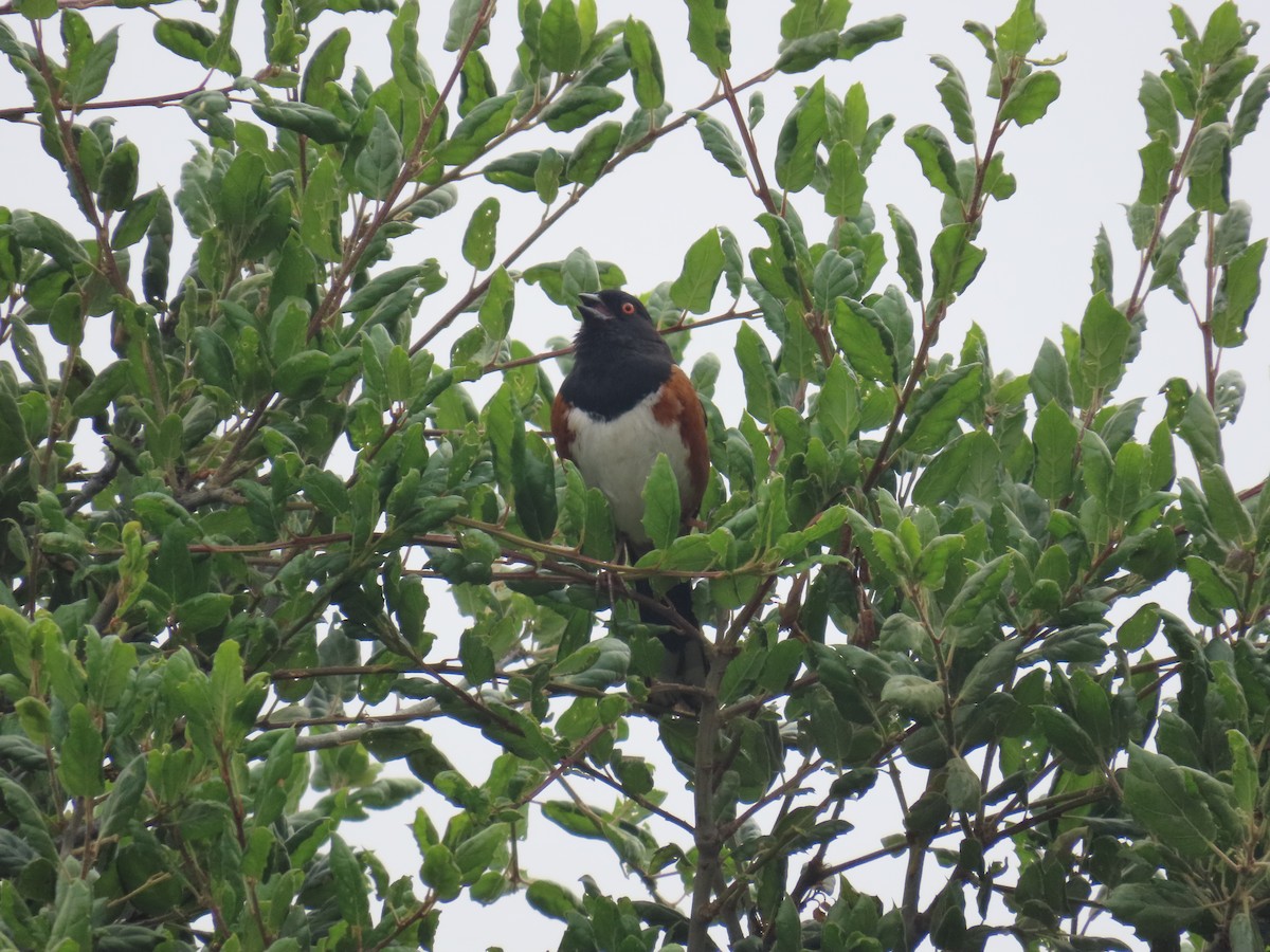 Spotted Towhee - ML618167700