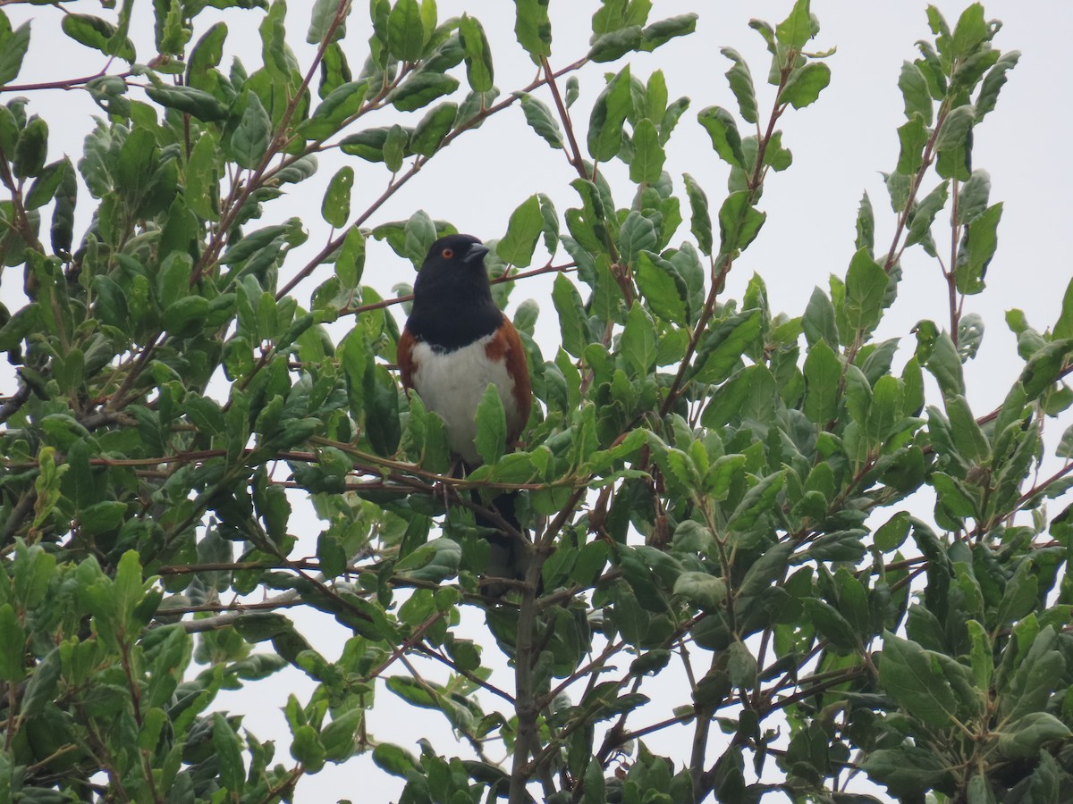Spotted Towhee - ML618167705