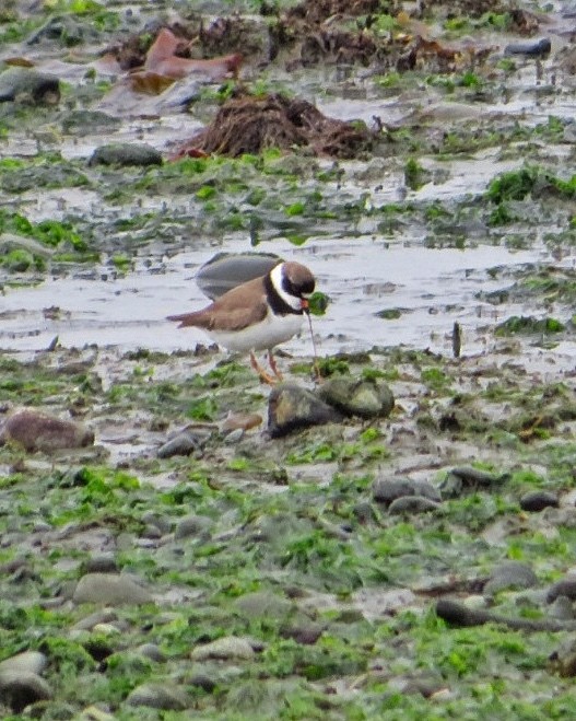 Semipalmated Plover - ML618167852
