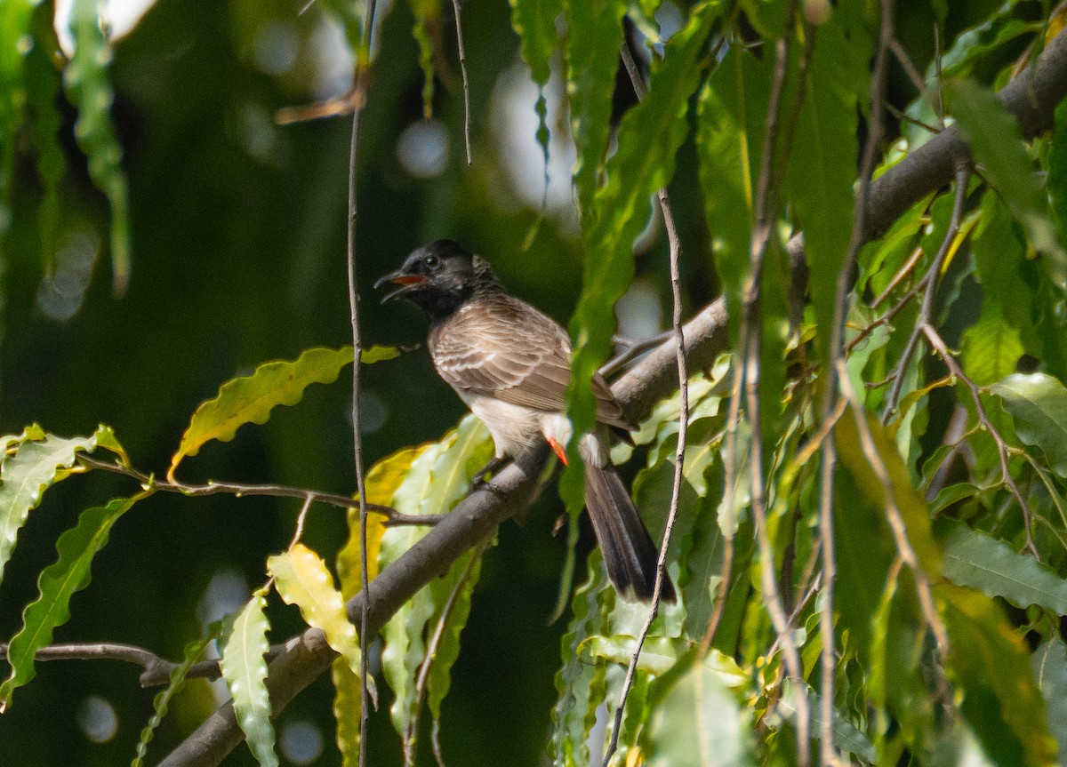 Red-vented Bulbul - ML618167865