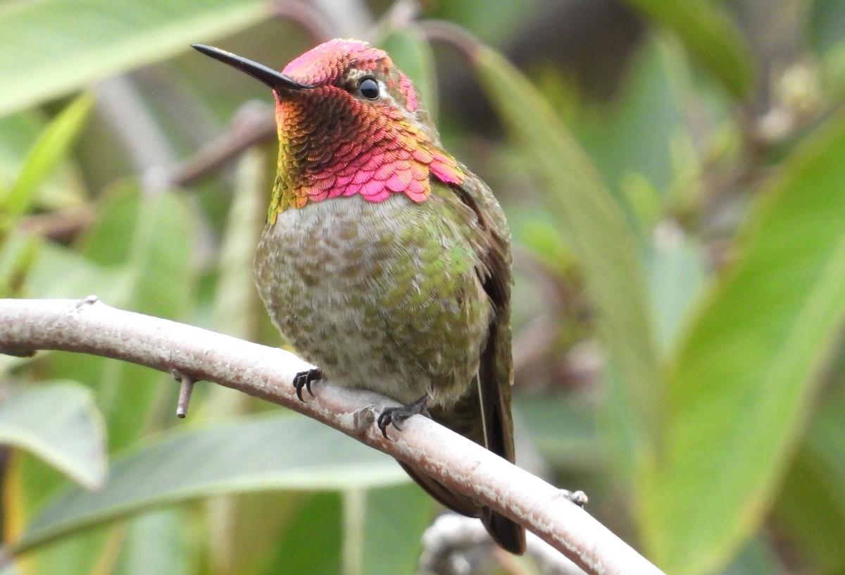 Anna's Hummingbird - ML618167898