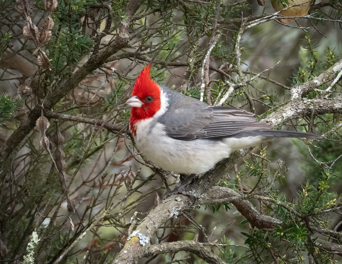Red-crested Cardinal - ML618167938