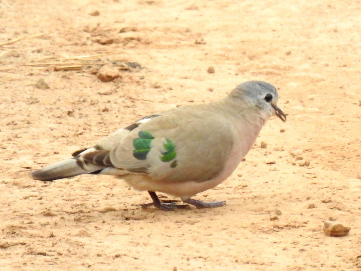 Emerald-spotted Wood-Dove - ML618167940