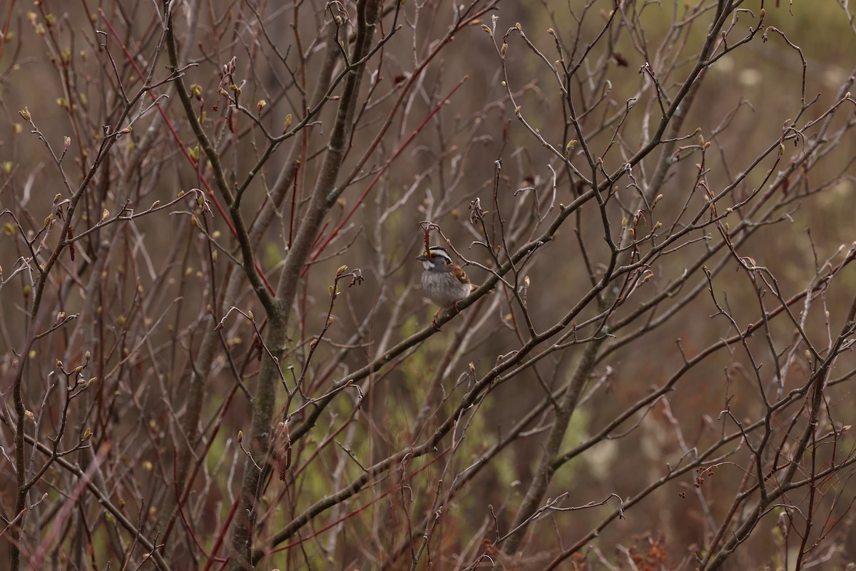 White-throated Sparrow - ML618167957