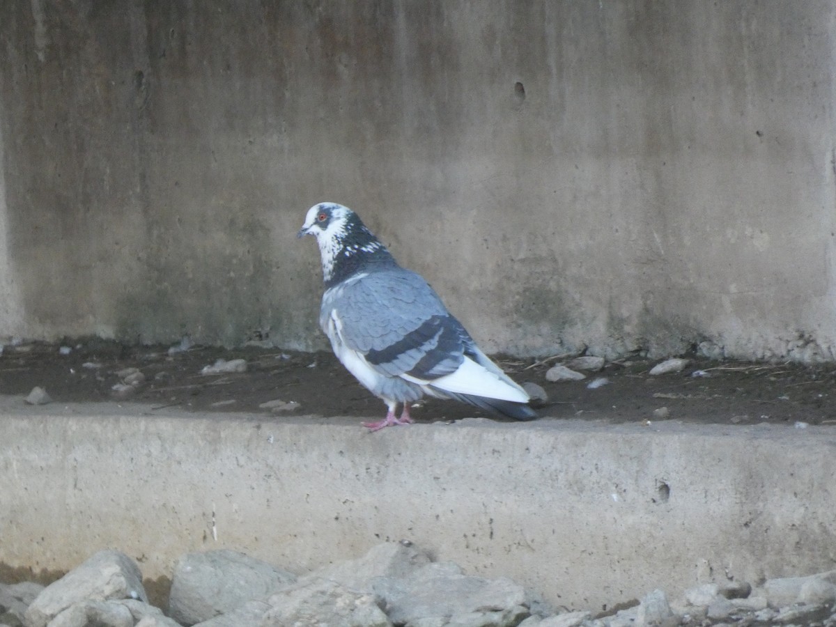 Rock Pigeon (Feral Pigeon) - ML618167964
