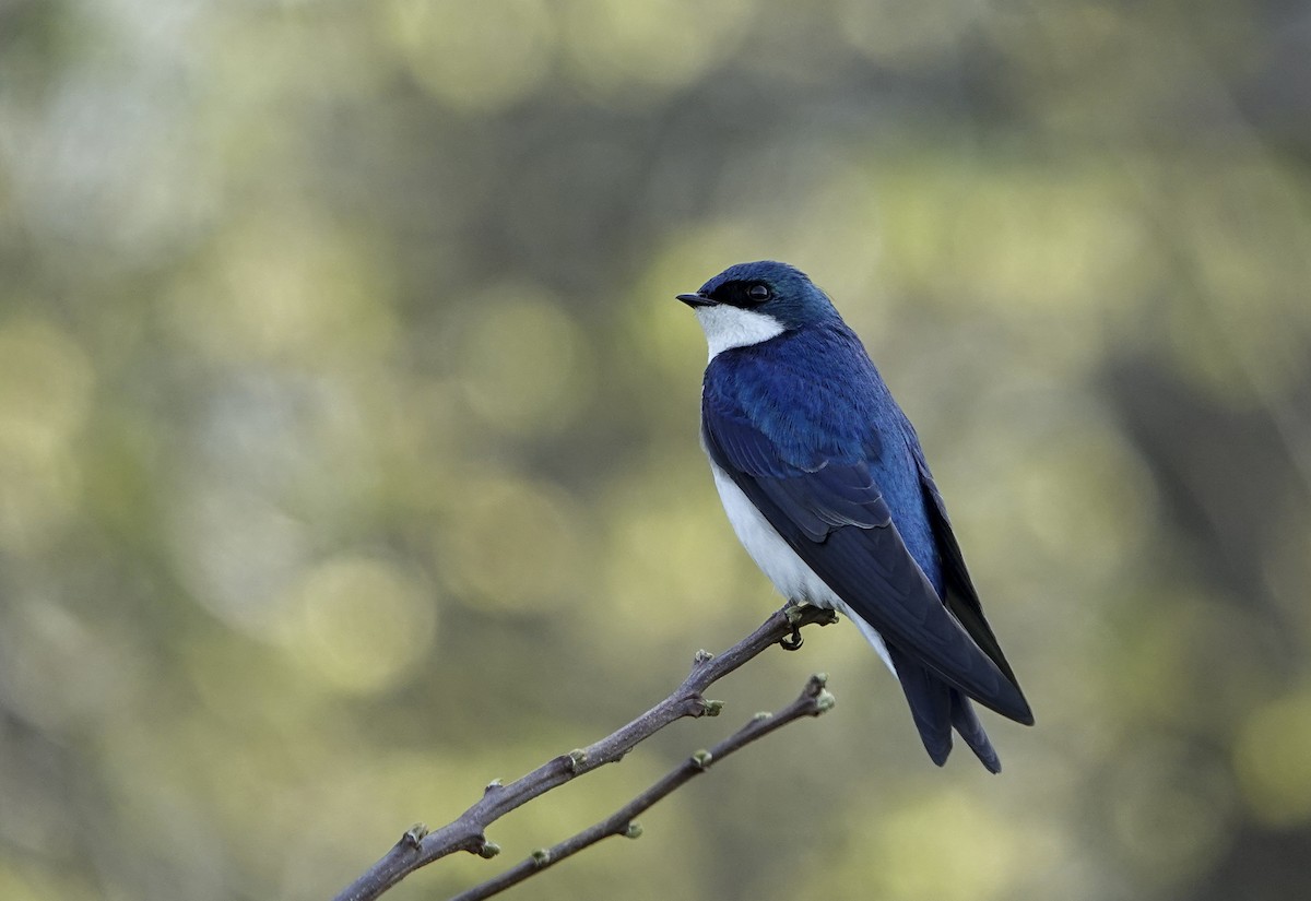 Tree Swallow - Carena Pooth