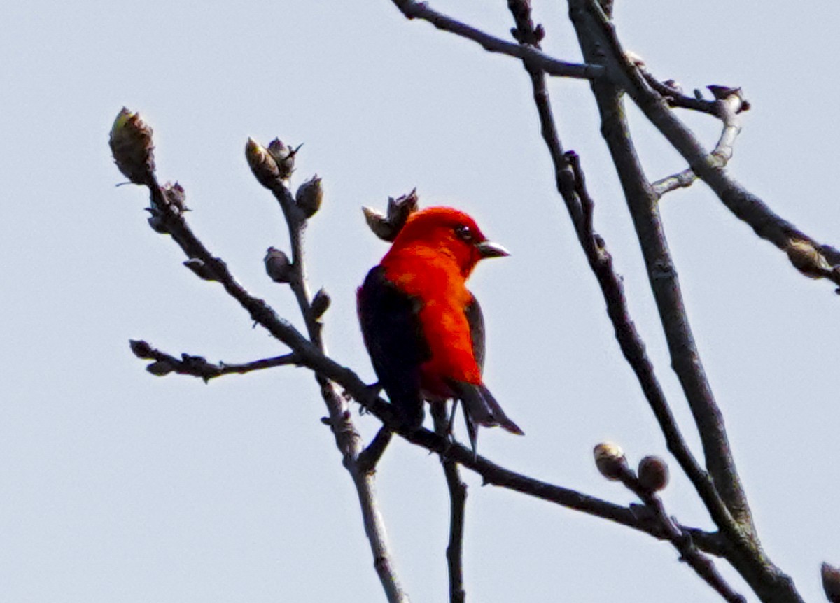 Scarlet Tanager - ML618167996