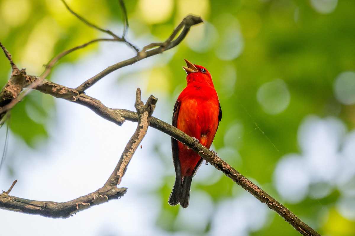 Scarlet Tanager - ML618168002