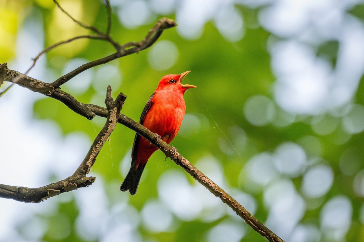 Scarlet Tanager - ML618168003