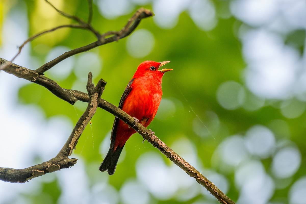 Scarlet Tanager - ML618168004