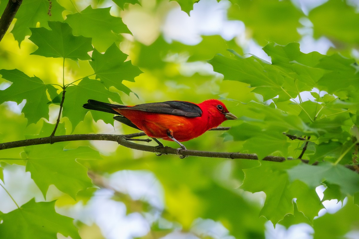 Scarlet Tanager - ML618168005