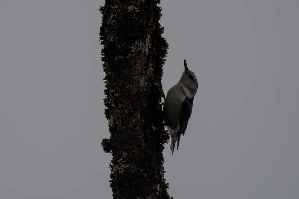 White-breasted Nuthatch - ML618168046