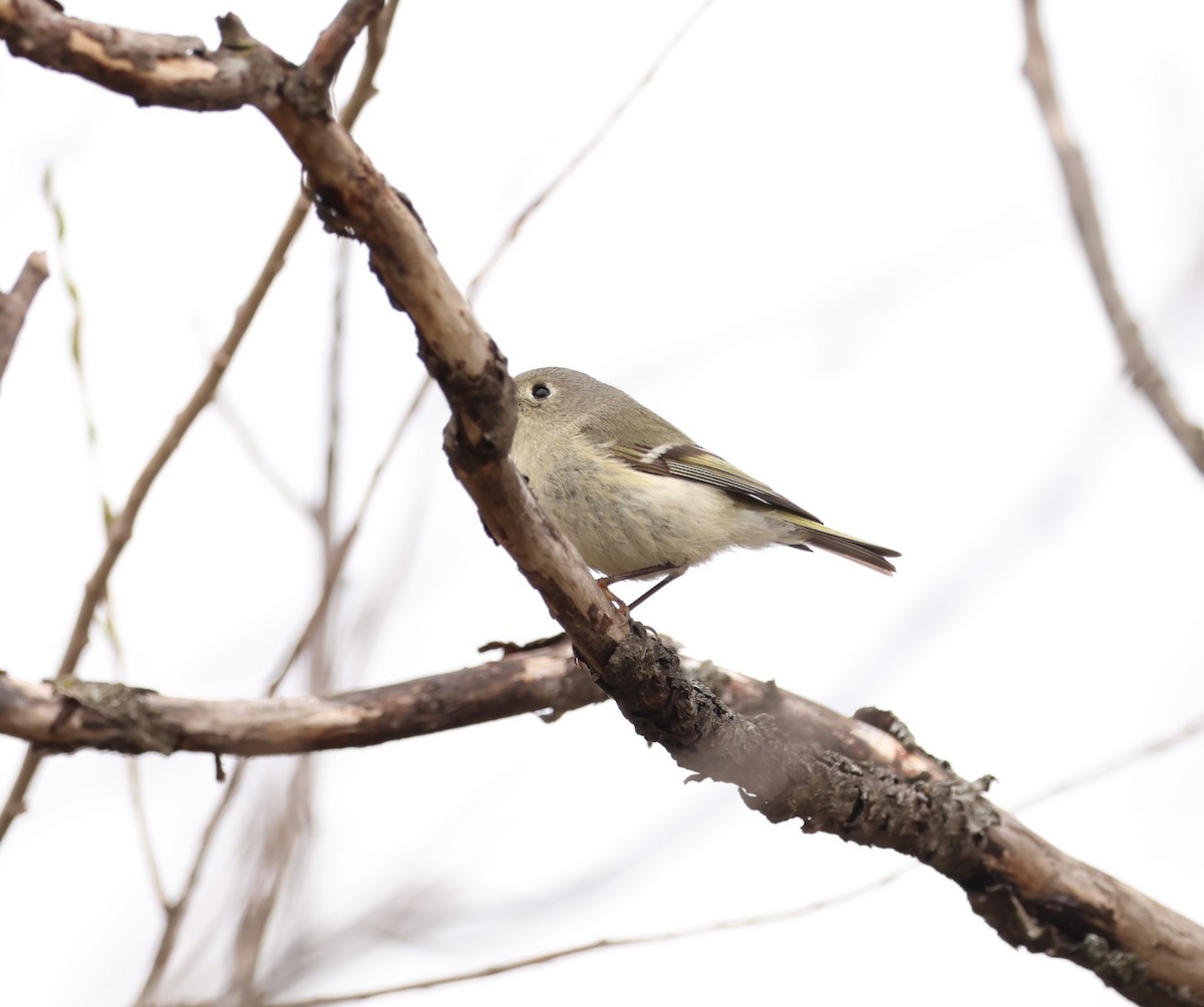 Ruby-crowned Kinglet - Marie Provost