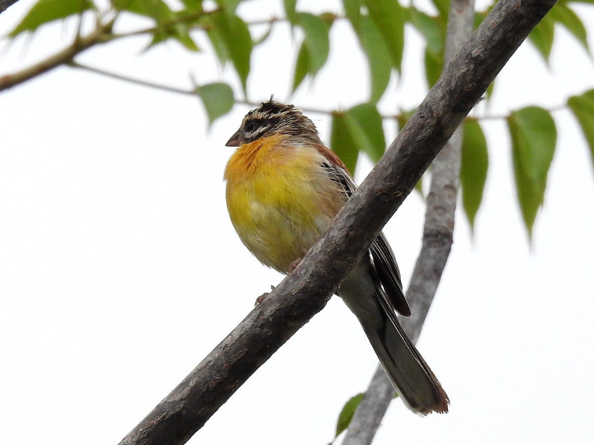 Golden-breasted Bunting - ML618168103