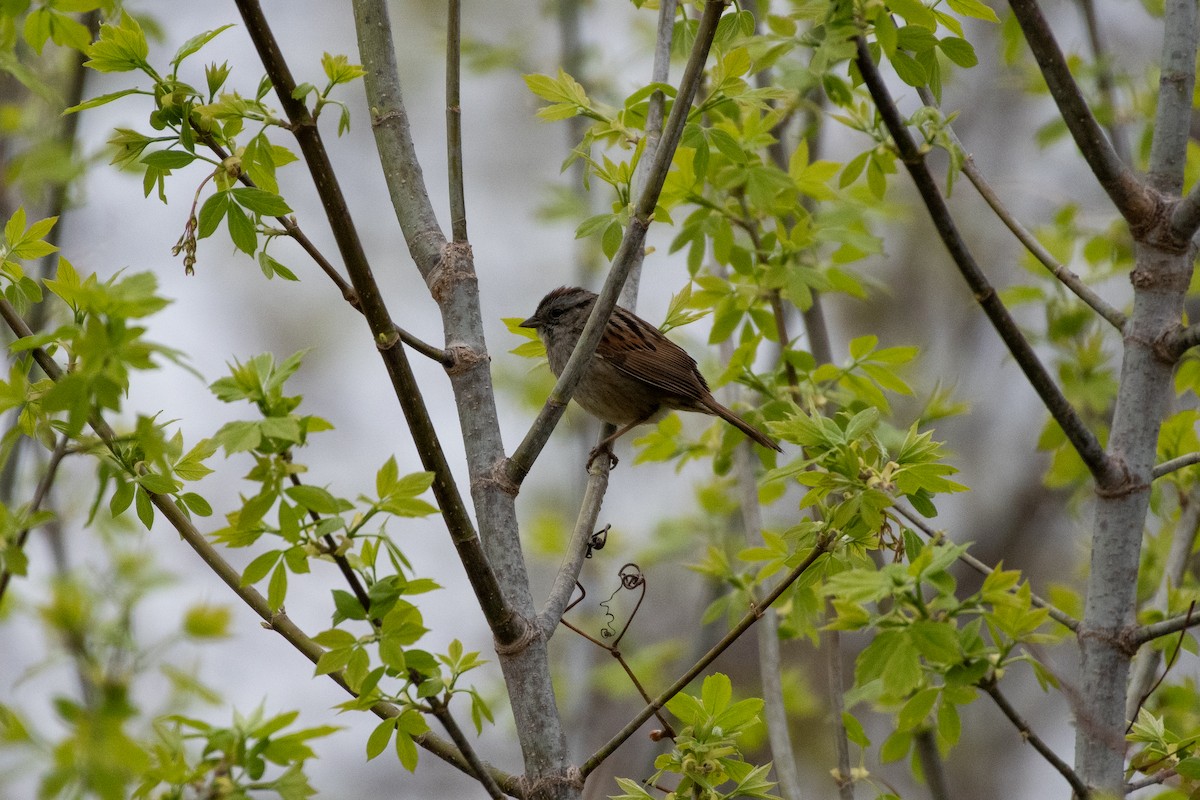 Swamp Sparrow - Isaac Boardman