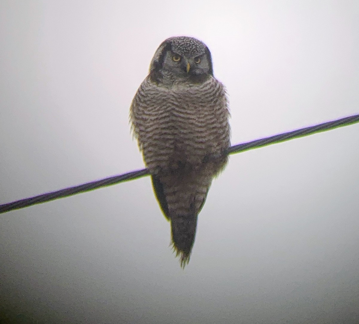 Northern Hawk Owl - ML618168121