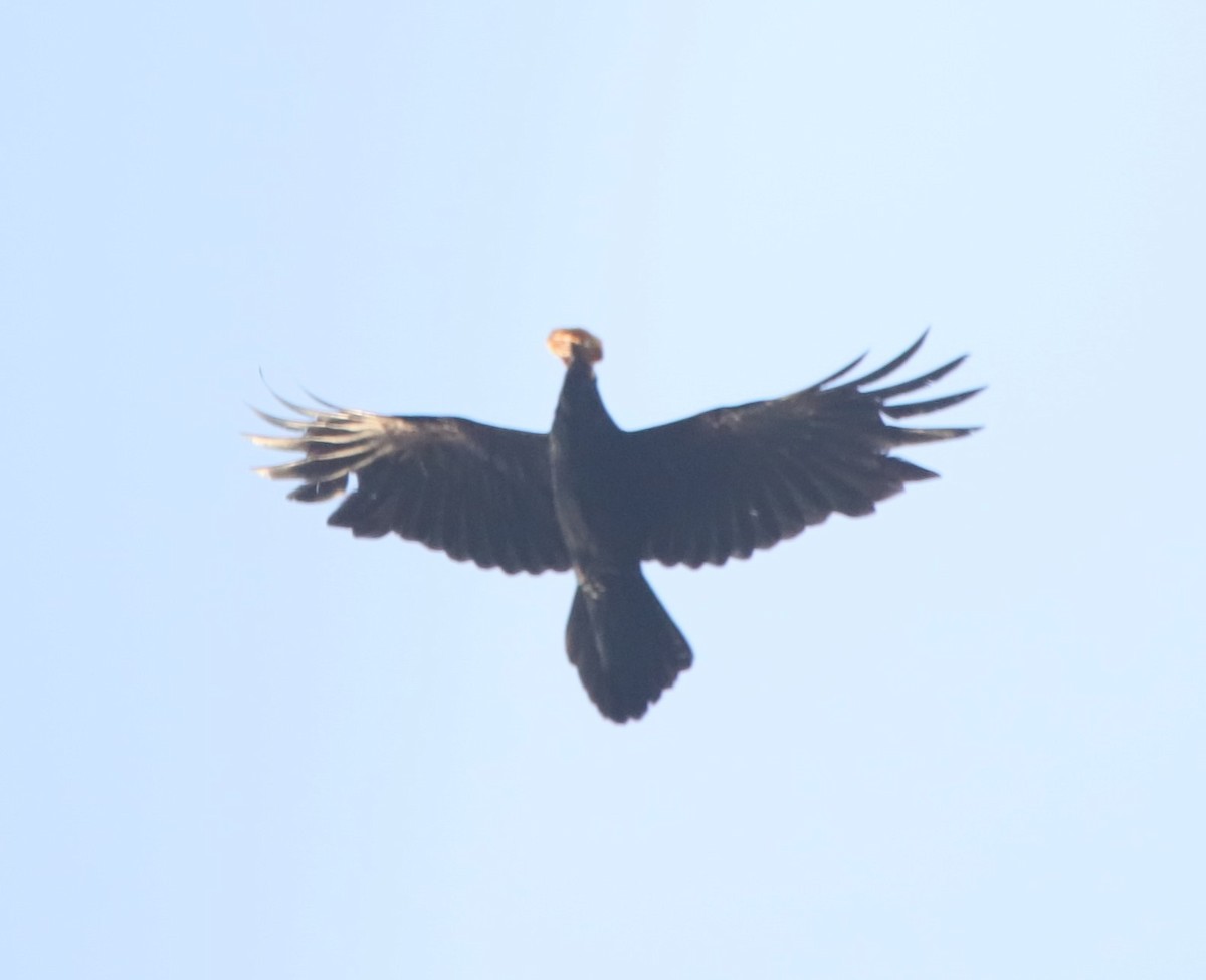Common Raven - ML618168123