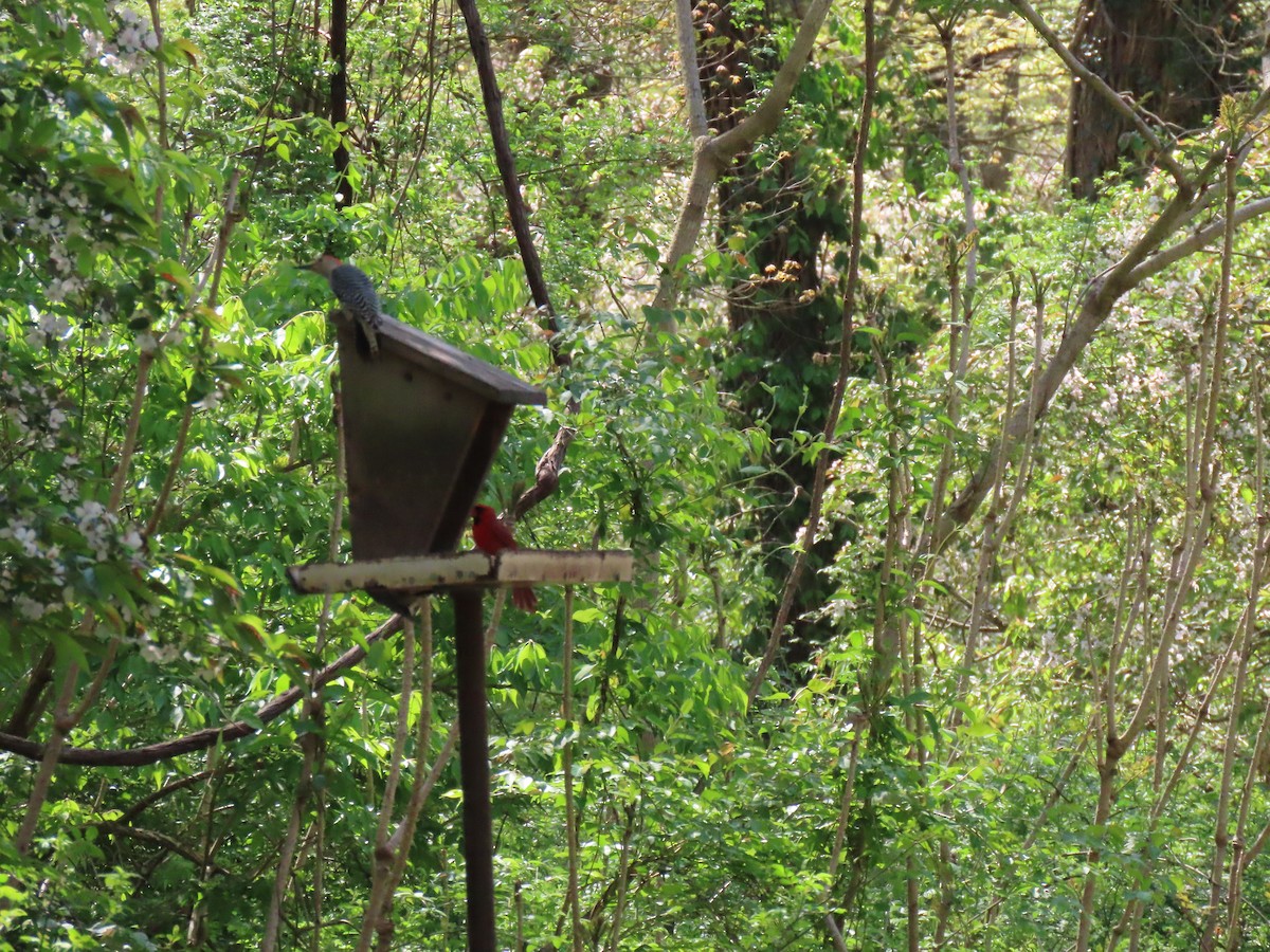 Red-bellied Woodpecker - John Gaglione