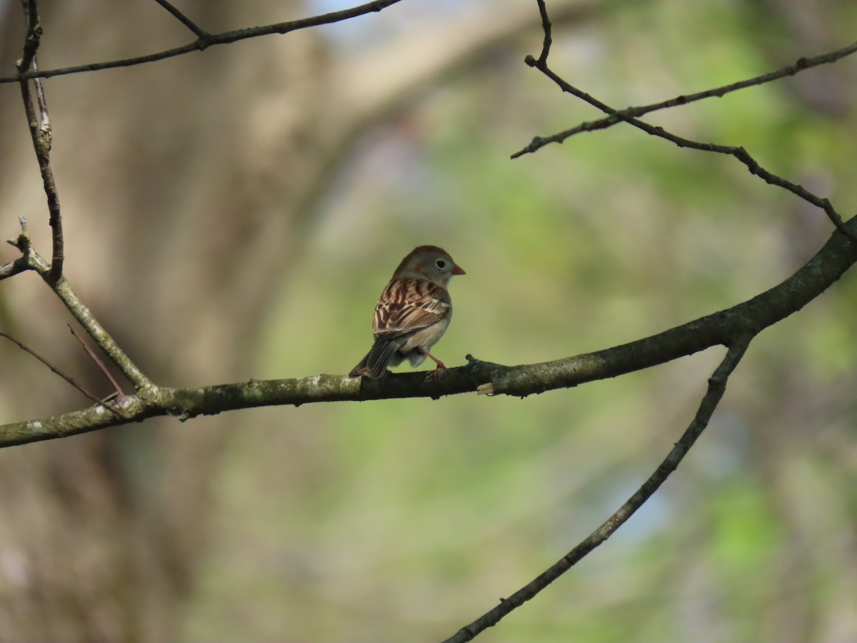 Field Sparrow - ML618168185