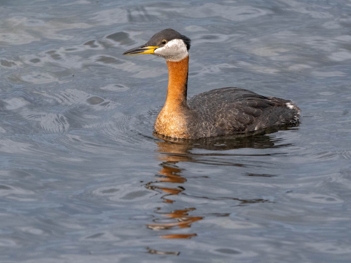 Red-necked Grebe - ML618168186