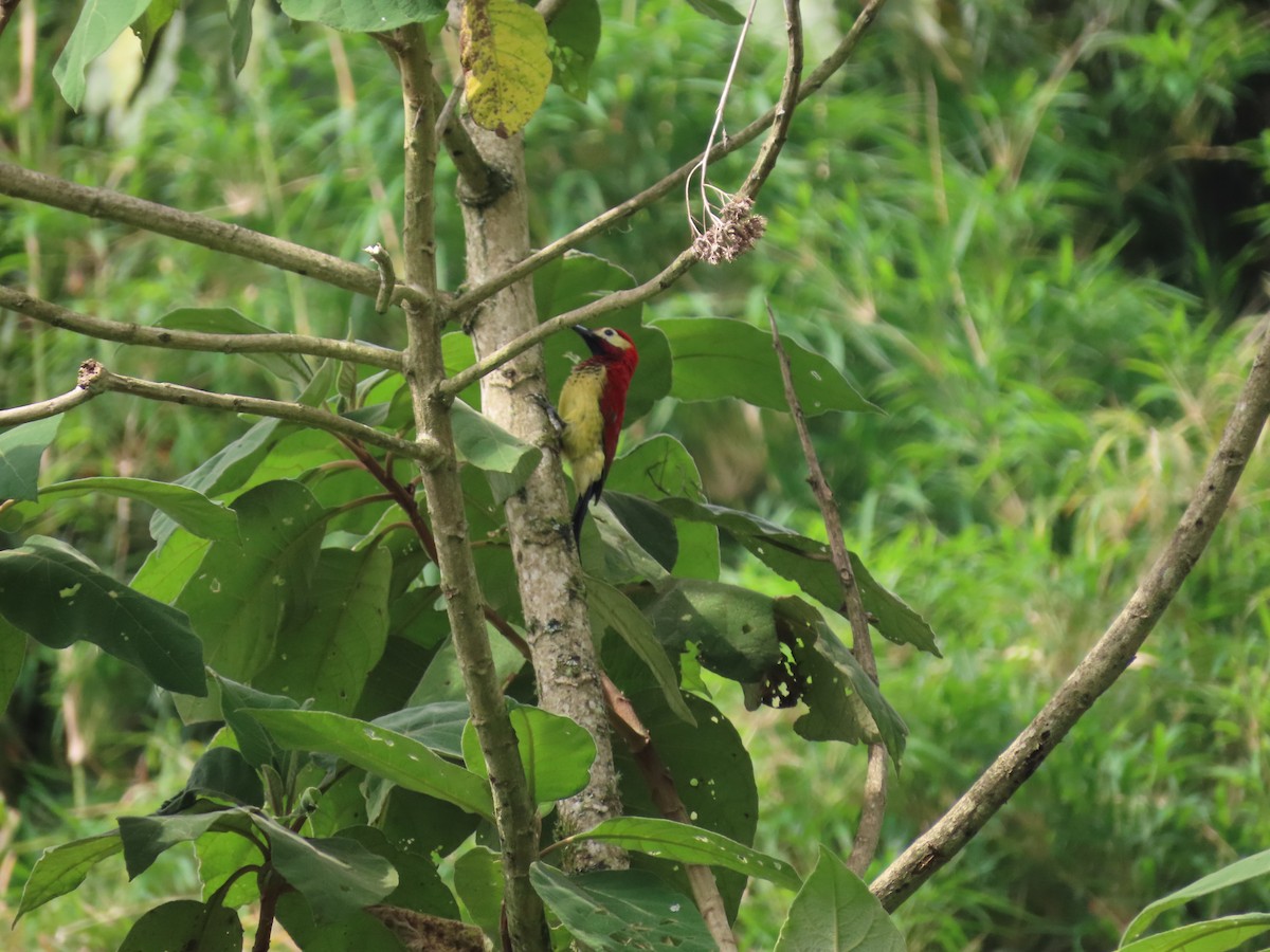 Crimson-mantled Woodpecker - ML618168188