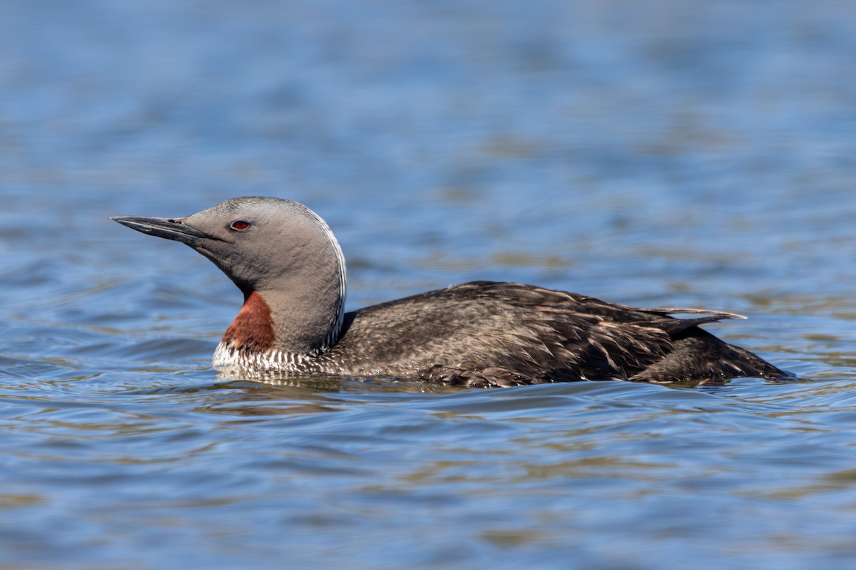 Red-throated Loon - ML618168196