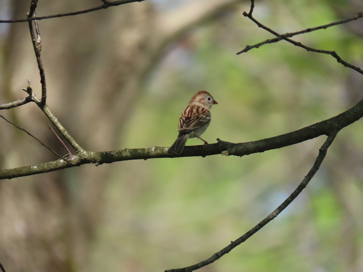 Field Sparrow - ML618168206