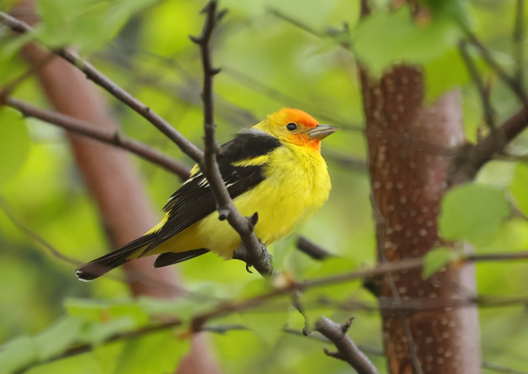 Western Tanager - ML618168211