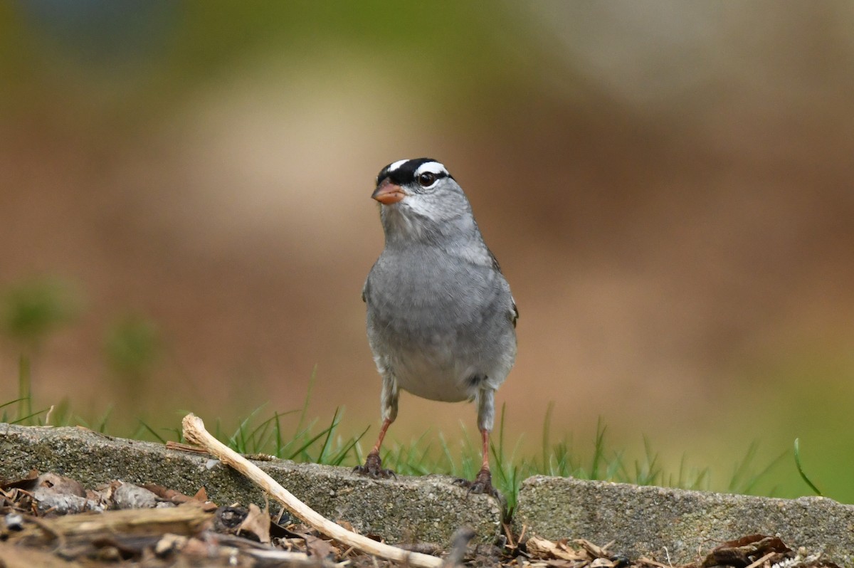 White-crowned Sparrow - ML618168220