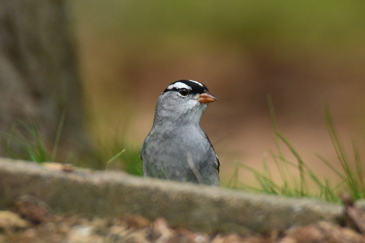 White-crowned Sparrow - ML618168221