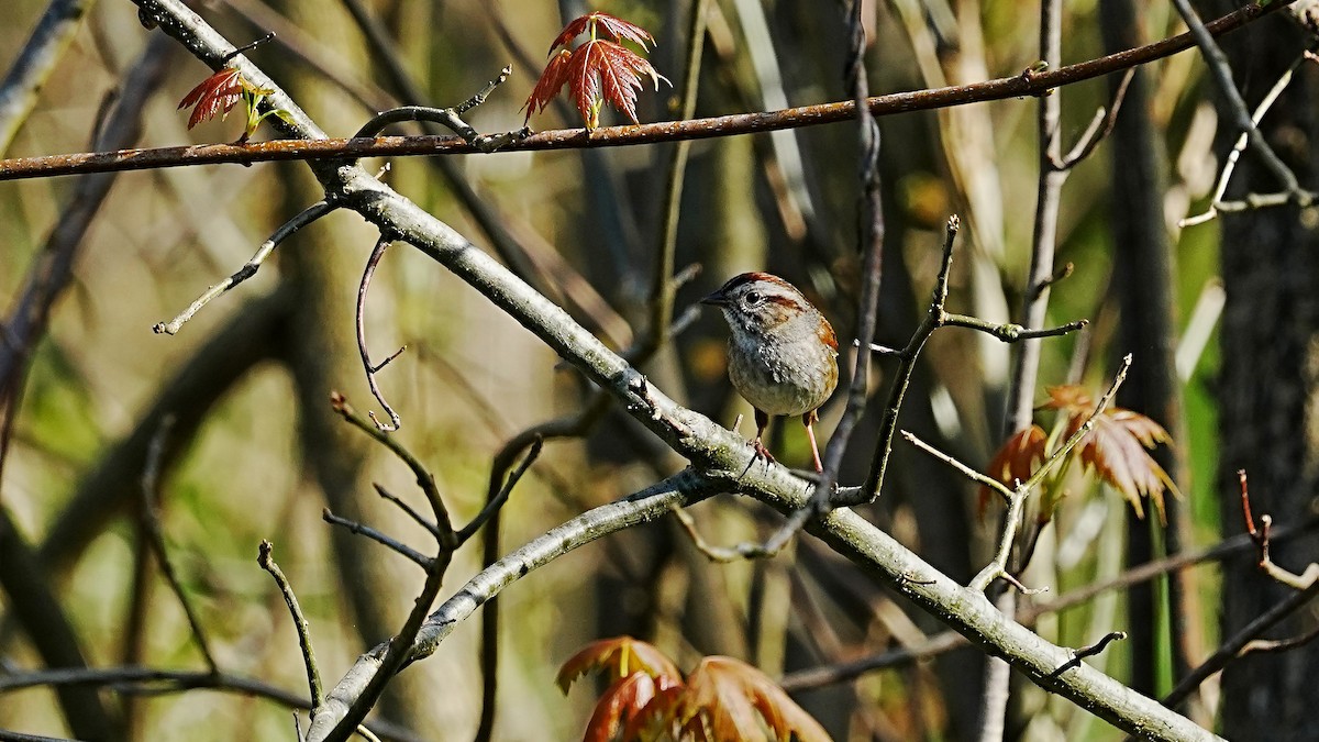 Swamp Sparrow - ML618168223