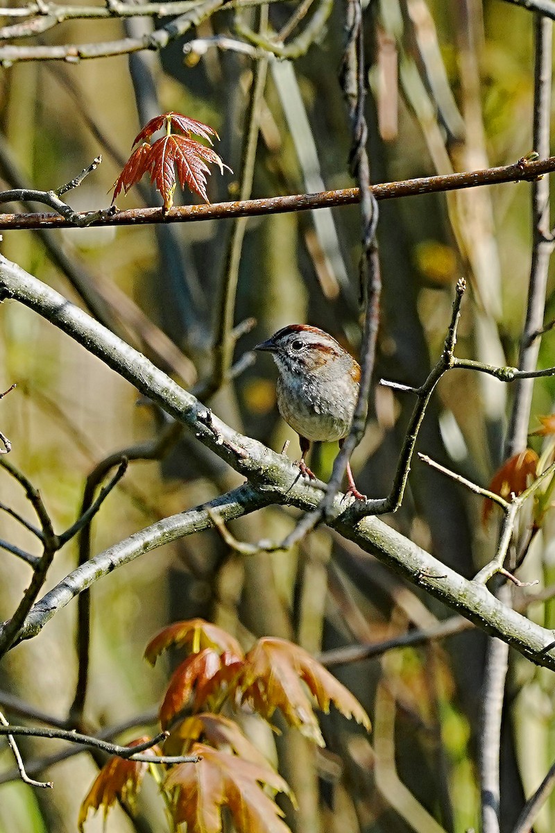 Swamp Sparrow - ML618168224