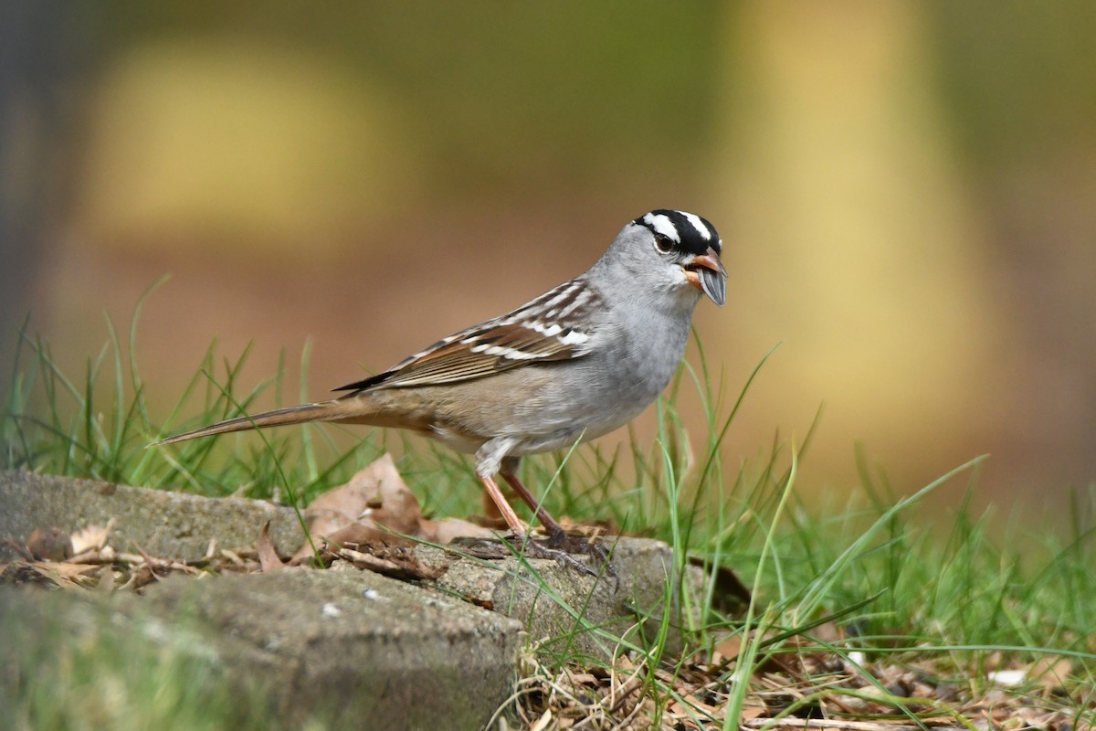 White-crowned Sparrow - ML618168225
